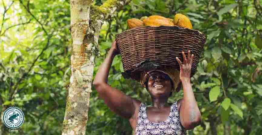 Farmer carrying a full basket of cocoa pods through a cocoa farm