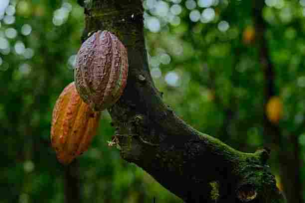 Cocoa pod growing on the trunk of a cocoa tree