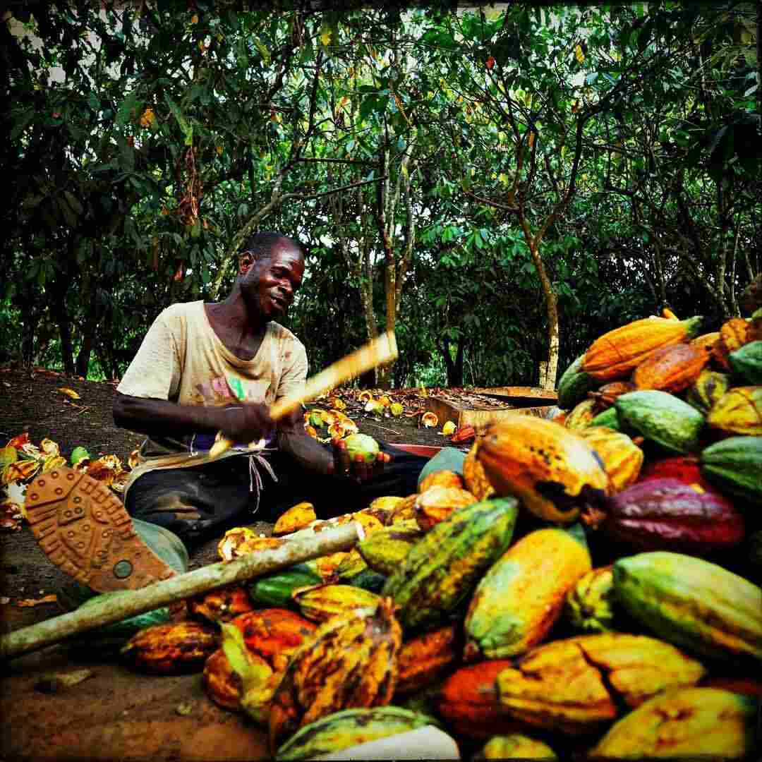 Cocoa farmer with a basket of freshly harvested cocoa pods